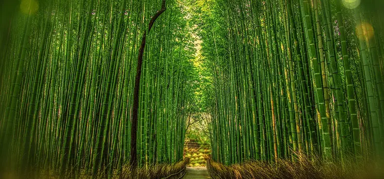 Bamboo used as facade Material