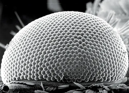 Smart façades design inspired by moth eye