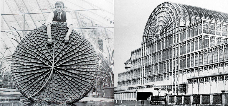 Figure 1: Underside structure of water lily and Crystal Palace building in London