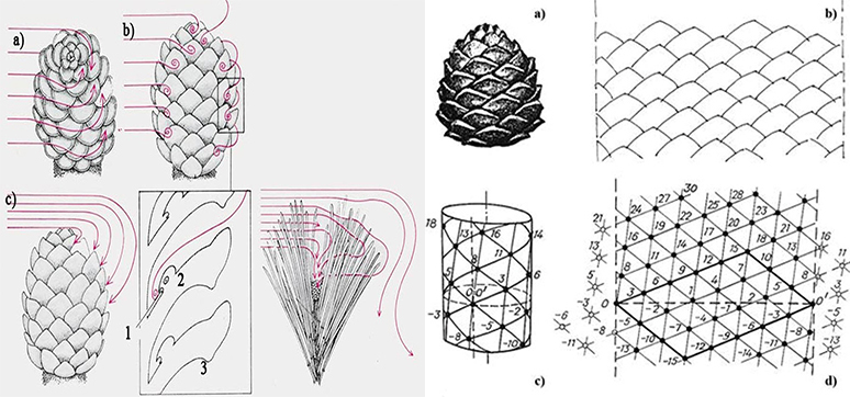 Figure 2: Anatomical diagrid of Pinecone and airflow diagram around its scales for pollen gathering