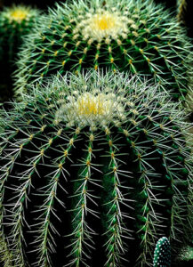 cactus design