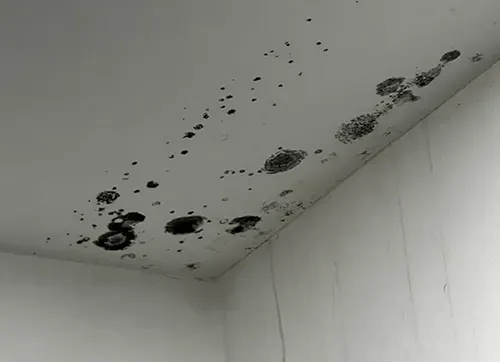 Mold formed on ceiling due to condensation
